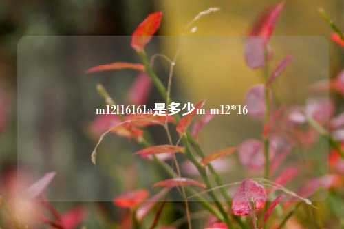 m12l16161a是多少m m12*16